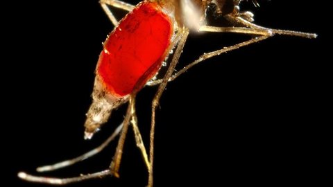 Sete estados têm alta nos casos de chikungunya no primeiro semestre de 2017