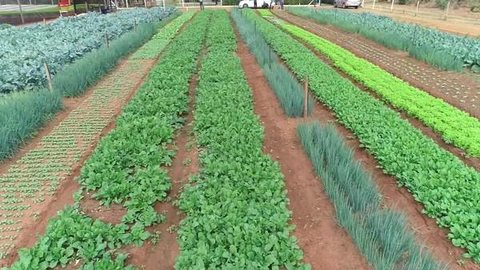 Produtores de hortaliças investem em parcerias no noroeste paulista