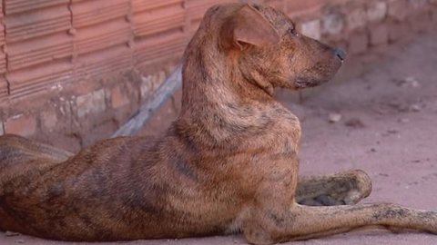 Galinha é rejeitada por bando e ‘adota’ filhotes de cadela em Novo Horizonte