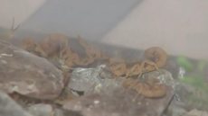 Infestação de escorpiões causa quase um caso de picada por dia em Araçatuba