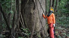 Governo estuda concessão de cinco áreas florestais no Amazonas
