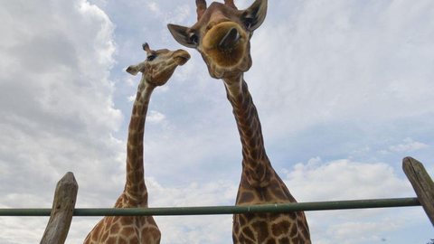 Ministério Público: Ibama deve devolver girafas para a África do Sul