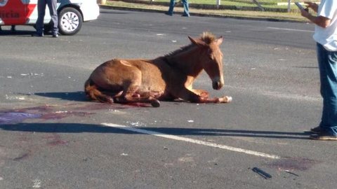 Motorista atropela cavalo no bairro Nova Esperança em Rio Preto