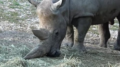 Morre, aos 54 anos, o rinoceronte-branco mais velho do mundo