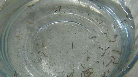 Bairros de Rio Preto têm índice de larvas do Aedes aegypti acima da média da cidade