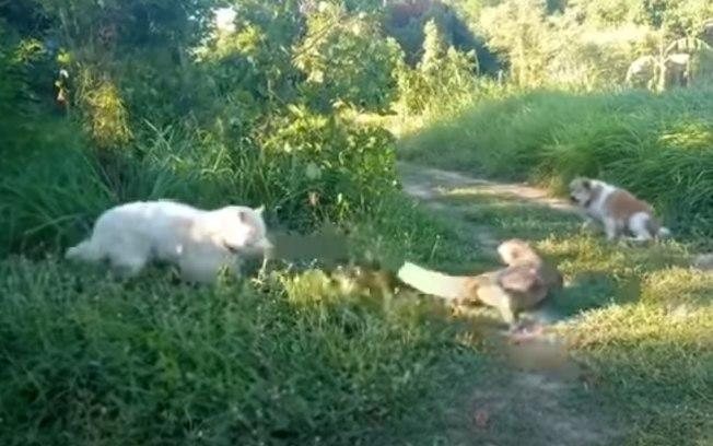 Cachorro leva ‘rabada’ de lagarto gigante, veja o vídeo