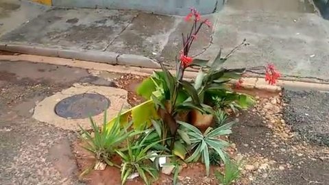 Moradores de Ilha Solteira colocam plantas em buracos nas ruas para protestar