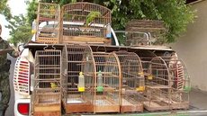 Polícia faz operação contra tráfico de aves silvestres no noroeste paulista