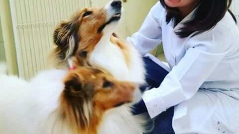 Veterinária tira dúvidas sobre tratamento aprovado para leishmaniose em cães