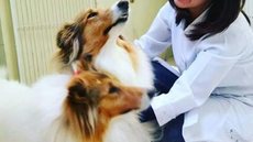 Veterinária tira dúvidas sobre tratamento aprovado para leishmaniose em cães