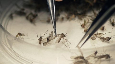 Chikungunya foi a doença transmitida pelo Aedes que mais matou em 2017 no país