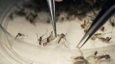 Chikungunya foi a doença transmitida pelo Aedes que mais matou em 2017 no país