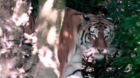 Tigre mata cuidadora na frente de visitantes em zoológico na Suíça