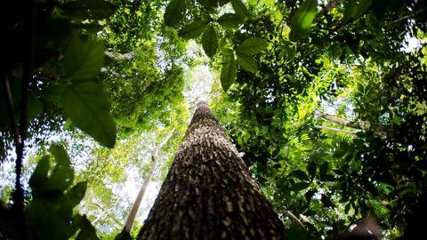 Pesquisa na Amazônia analisa importância da biodiversidade