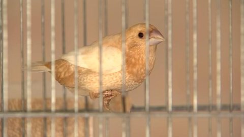 Pássaro asiático vence concurso brasileiro de aves exóticas em Itatiba