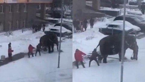 Elefantes fogem de circo na Rússia para brincar com neve; assista