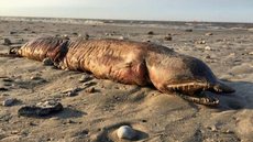 A estranha criatura de dentes afiados encontrada em praia do Texas após passagem de furacão