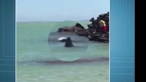 Vídeo mostra tubarão próximo a banhistas no mar de Búzios-Rj.