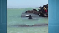 Vídeo mostra tubarão próximo a banhistas no mar de Búzios-Rj.