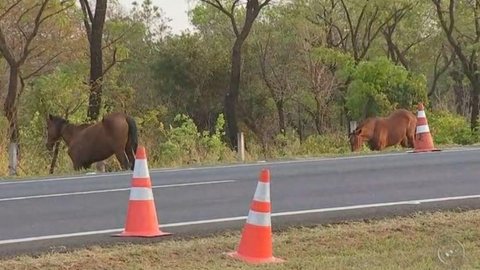 Motociclista morre em acidente envolvendo cavalos soltos em rodovia