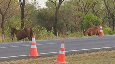 Motociclista morre em acidente envolvendo cavalos soltos em rodovia