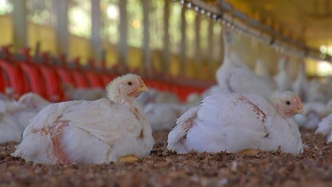 Preço do frango preocupa avicultores de Itaju