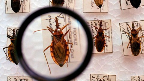Fiocruz assina acordo de combate à transmissão da doença de Chagas