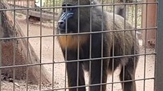 Primata diagnosticada com diabetes recebe cuidados especiais no zoo de Sorocaba