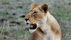 Menino de 6 anos morre após ataque de leoa no 'pior zoológico do mundo' - Imagem: Unsplash