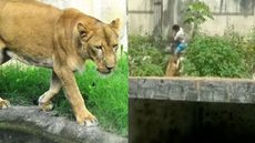A leoa Leona, que está saudável, demonstrou estresse, mas não será sacrificada após o ataque em reação à invasão - Imagem: Reprodução (Kleide Teixeira/PMJP/G1)