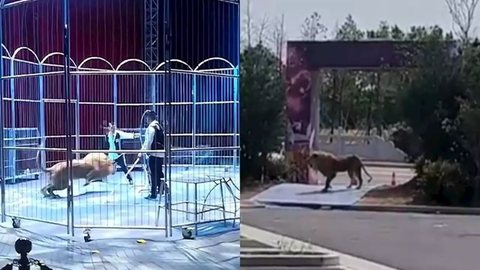 Leões fogem da jaula durante show e público entra em pânico; veja vídeo - Imagem: reprodução redes sociais