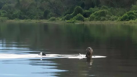 Lontra-gigante retorna ao norte da Argentina após mais de um século e já impacta o ecossistema - Imagem: Reprodução / Fundação Rewilding Argentina
