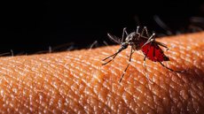 Lula promulga medida que indeniza crianças com zika vírus - Imagem: Reprodução / Freepik