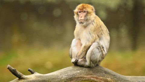 Macacos impedem estupro de menina de seis anos; saiba como - Imagem: Reprodução/Freepik
