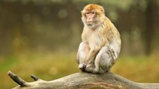 Macacos impedem estupro de menina de seis anos; saiba como - Imagem: Reprodução/Freepik