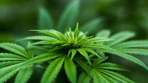 Maconha em condomínios: um tema que acende discussões - Imagem: Reprodução / Pexels