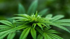 Maconha em condomínios: um tema que acende discussões - Imagem: Reprodução / Pexels