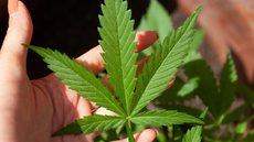 Atualizações propostas incluem normas de fabricação, prescrição médica e rotulagem para produtos derivados da cannabis - Imagem: Reprodução / Pixabay