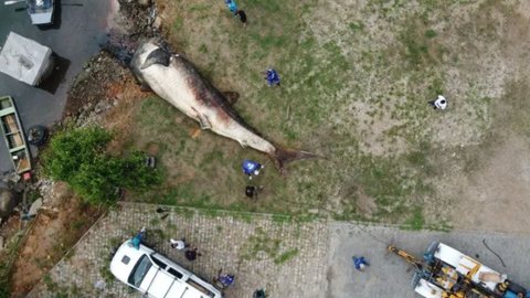 IMAGENS - maior peixe do mundo é encontrado no litoral brasileiro - Imagem: divulgação / Projeto Baleia Jubarte e Instituto Orca