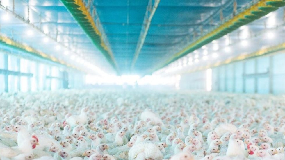 Bastos é responsável por 15% da produção nacional de ovos, com 30 milhões de galinhas e 24 milhões de ovos produzidos diariamente - Imagem: Reprodução