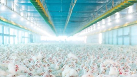 Bastos é responsável por 15% da produção nacional de ovos, com 30 milhões de galinhas e 24 milhões de ovos produzidos diariamente - Imagem: Reprodução