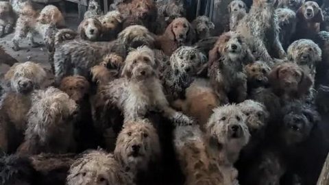 Animais foram resgatados e hoje passam por reabilitação - Imagem: RSPCA via BBC