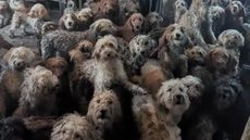 Animais foram resgatados e hoje passam por reabilitação - Imagem: RSPCA via BBC