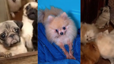 Cães de diferentes raças foram retirados do canil clandestino - Imagem: Reprodução | Redes Sociais