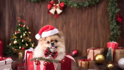 Mercado pet cresce e impulsiona vendas de fim de ano - Imagem: Reprodução / Freepik