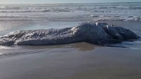 Monstro marinho aparece em praia e assusta banhistas! Especialistas analisam e dizem o que pode ser essa criatura do mar - Imagem: reprodução Facebook