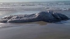 Monstro marinho aparece em praia e assusta banhistas! Especialistas analisam e dizem o que pode ser essa criatura do mar - Imagem: reprodução Facebook