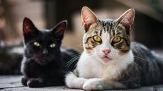 Animais eram mantidos anestesiados e viviam em condições precárias - Imagem: Reprodução / Freepik