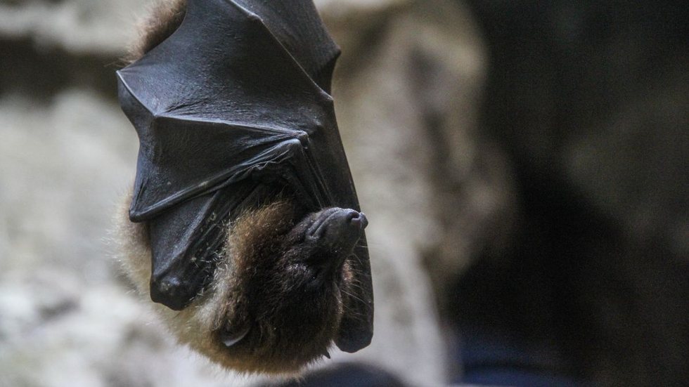 Morcego com raiva é encontrado pela Prefeitura de SP na Lapa, Zona Oeste - Imagem: reprodução Freepik