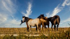 Cerca de 645 mortes de animais foram registradas em seis estados - Imagem: Reprodução / Freepik